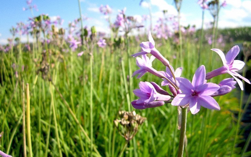 Tulbaghia – en skönhet som pryder både sallad och rabatt