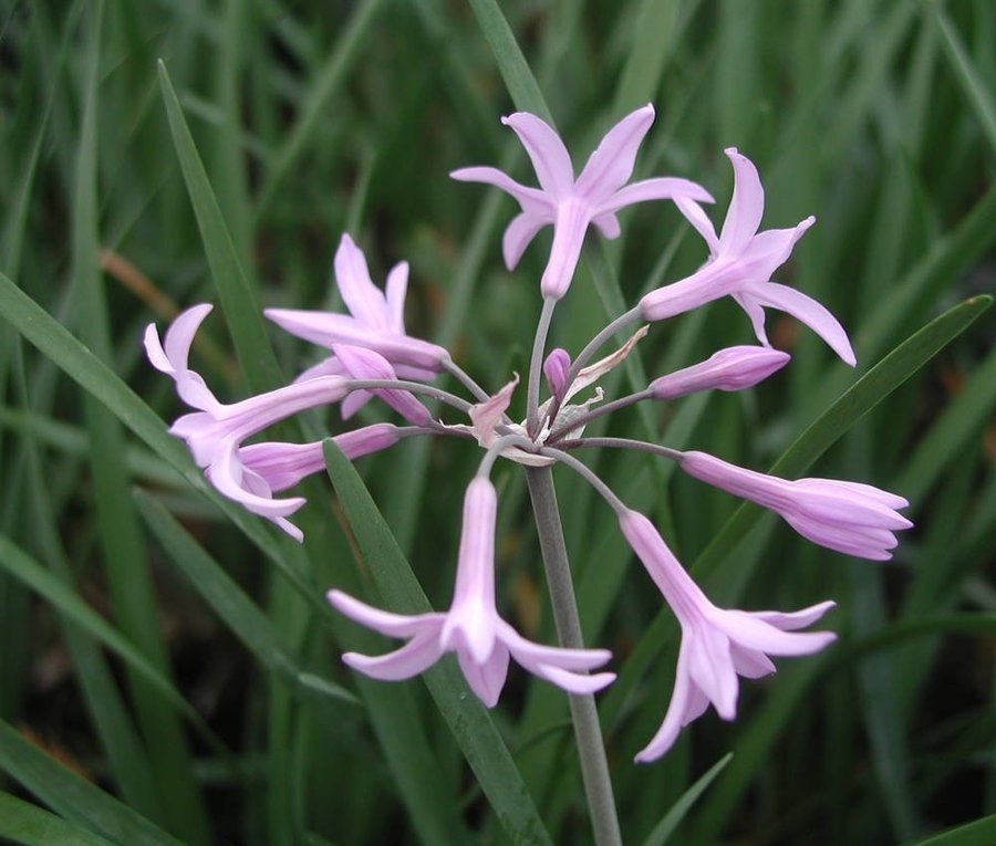 Tulbaghia – en skönhet som pryder både sallad och rabatt