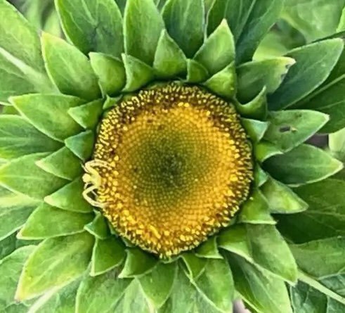 Kinesisk krage blomma (carpesium macrocephalum )