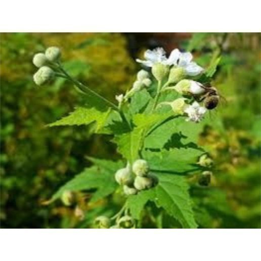 Nyhet !! Virginia Mallow ( sida hermaphrodita ripariosida )