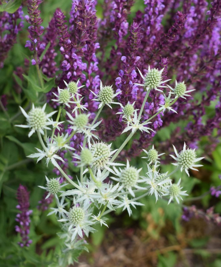 Rysk Martorn Eryngium planum 'White Glitter'