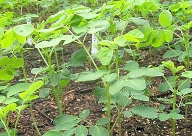 Asiatiska Moringa ( Moringa oleifera )