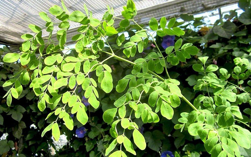 Asiatiska Moringa ( Moringa oleifera )