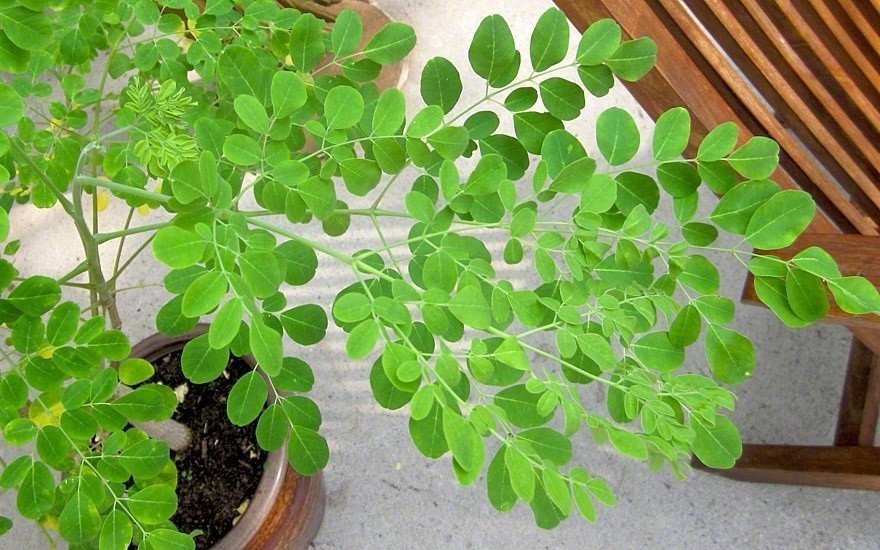 Asiatiska Moringa ( Moringa oleifera )