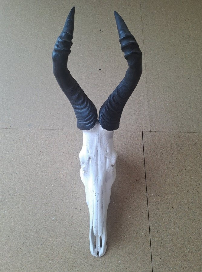 Hartebeest Kranium Horn Horns Taxidermy Uppstoppad Skull Skalle Ben Skelett Goth