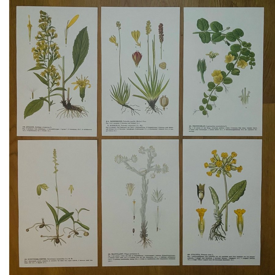 12 bilder på 6 blad (bild på båda sidorna) * Nordens flora * CAM Lindman