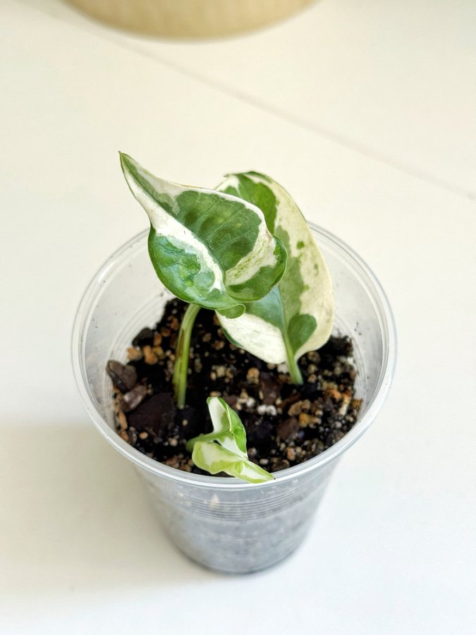 Epipremnum " NJOY / N'JOY " Liten planta (Gullranka Pothos)