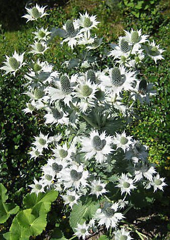 Silvermartorn (Eryngium giganteum) ”Miss Wilmott´s ghost” Fjolårsplanta