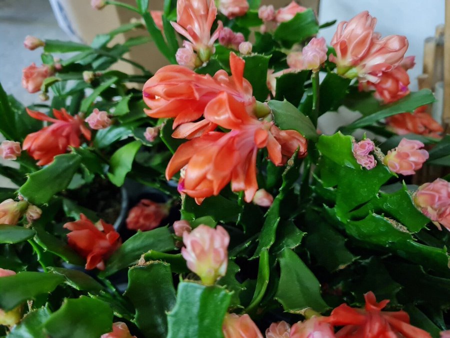 Schlumbergera Thor Wild Cactus ''Orange''orotad sticklingOvanlig sort!