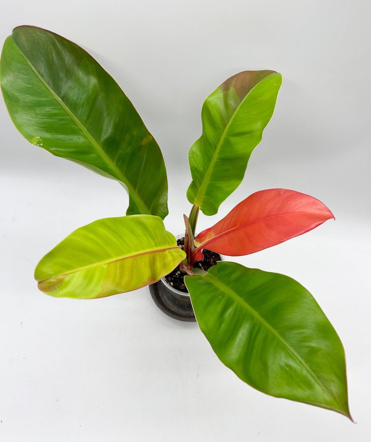 Philodendron Red Moon (variegata) ovanlig!