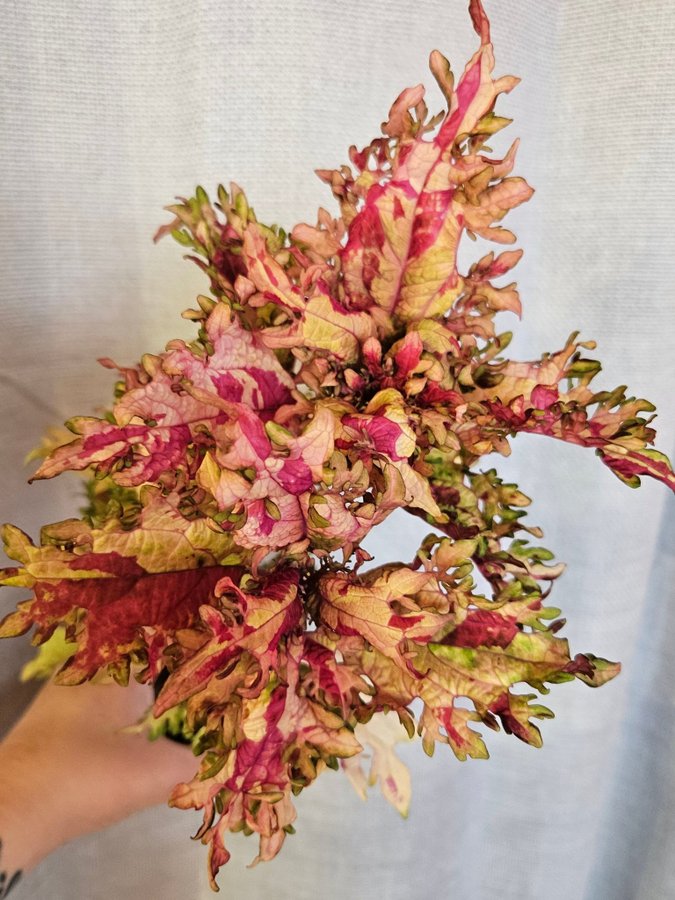 Nytt! Palettblad Coleus EJS001 nr 1