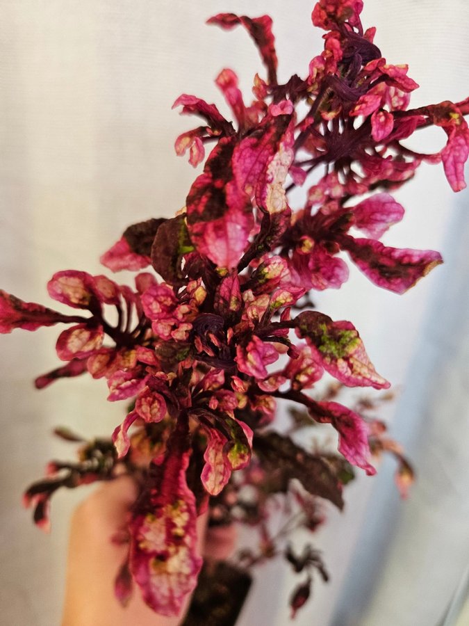 Nytt! Palettblad Coleus