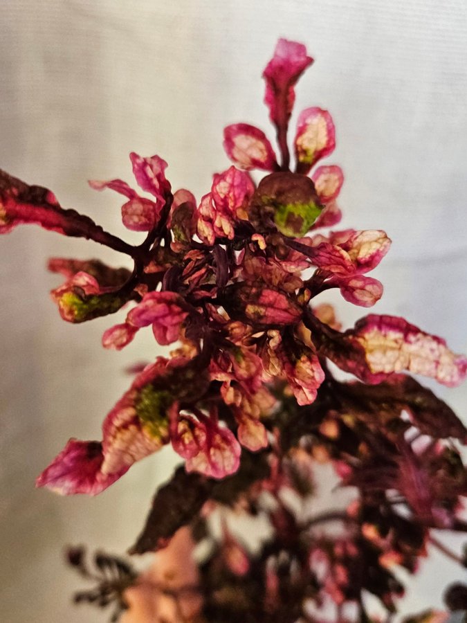 Nytt! Palettblad Coleus