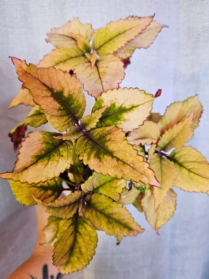 Nytt! Palettblad Coleus