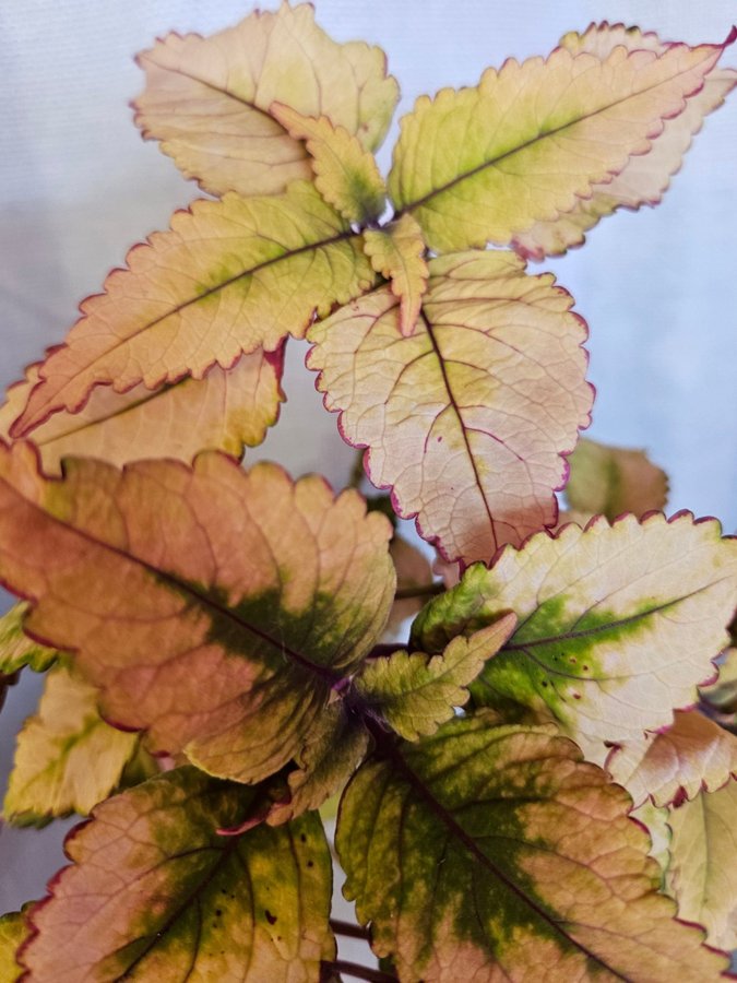 Nytt! Palettblad Coleus