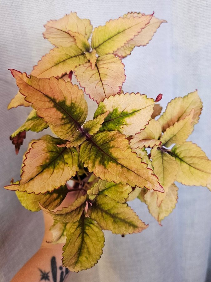 Nytt! Palettblad Coleus