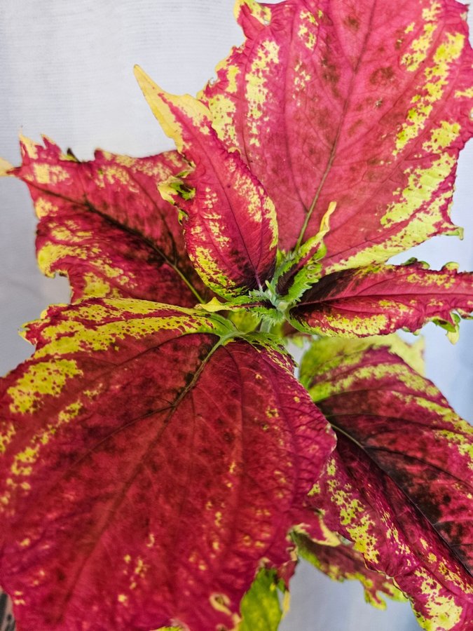 Nytt! Palettblad Coleus