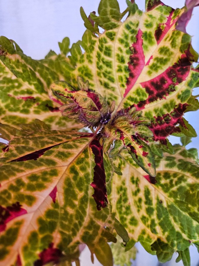 Nytt! Palettblad Coleus fröis