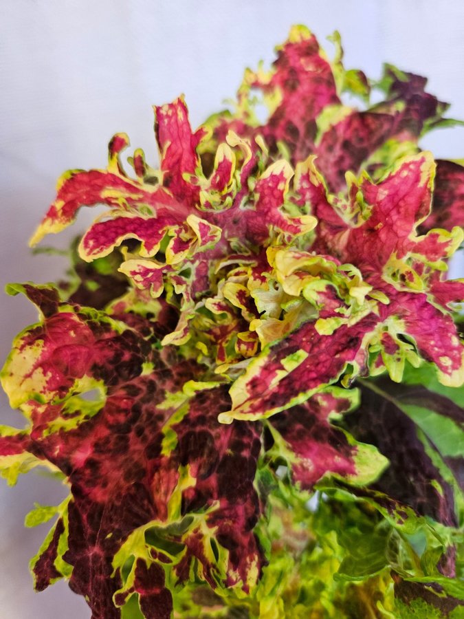 Nytt! Palettblad Coleus fröis