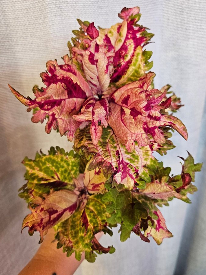 Nytt! Palettblad Coleus fröis