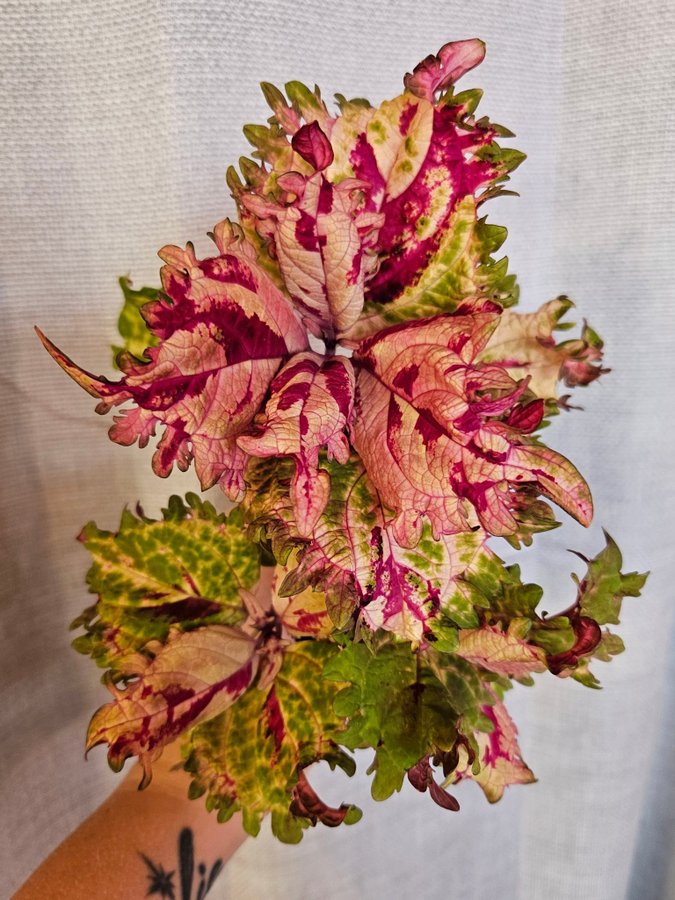 Nytt! Palettblad Coleus fröis