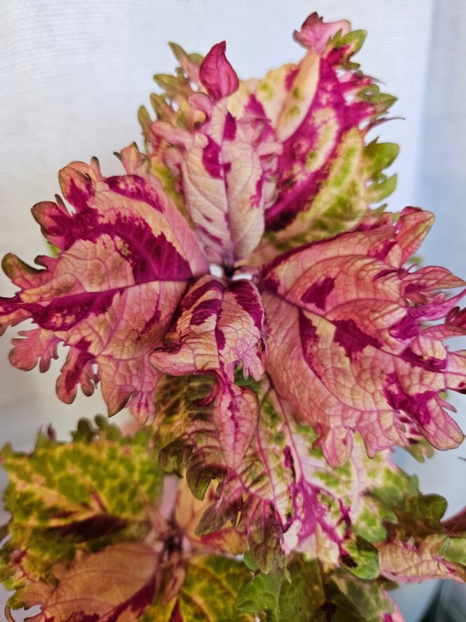 Nytt! Palettblad Coleus fröis