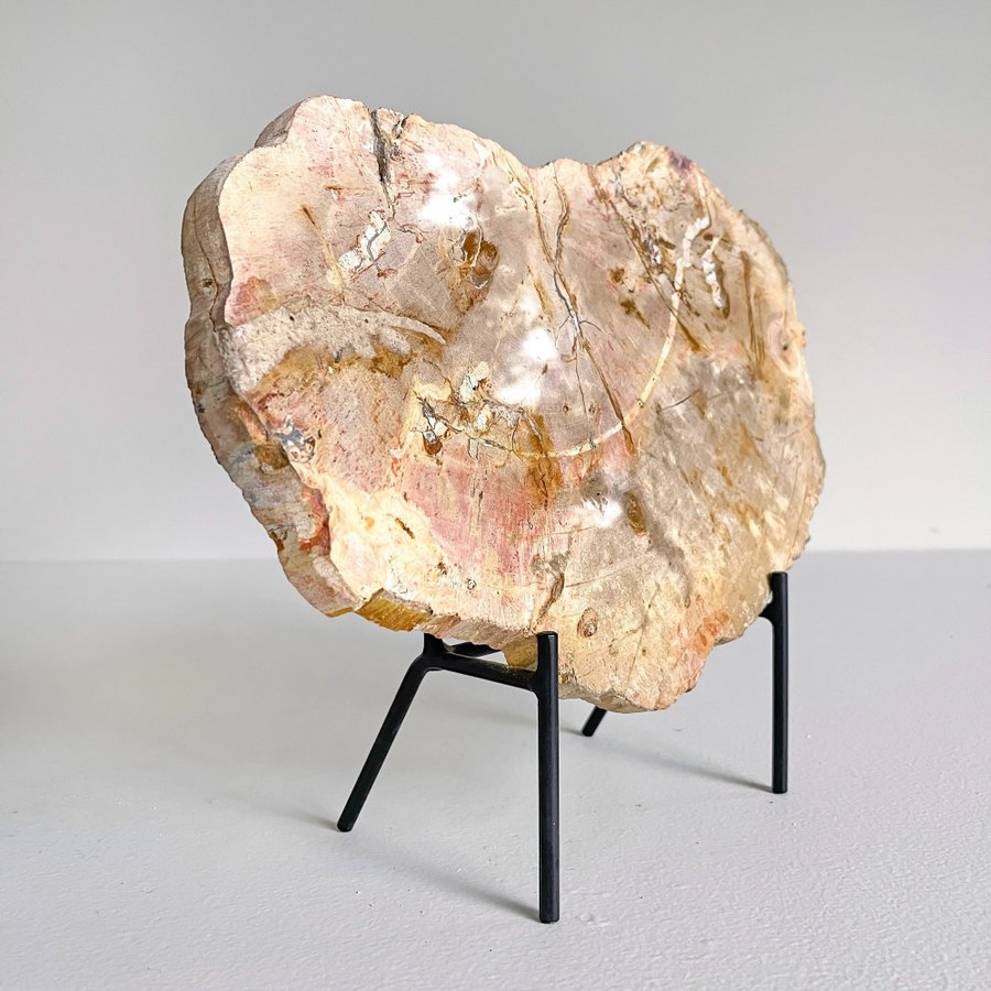 Förstenat fossilt trä 35 cm x 29 cm inklusive stativ av metall 20-23 miljoner år
