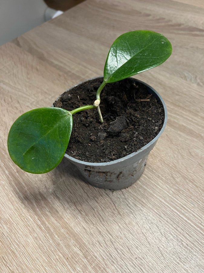 3st Hoya australis sticklingar