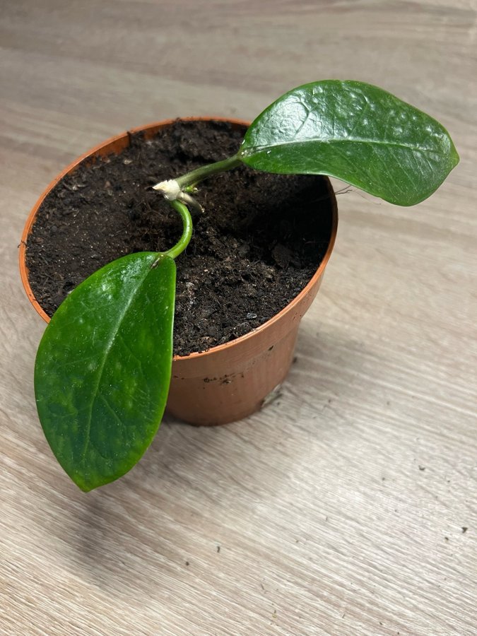 3st Hoya australis sticklingar