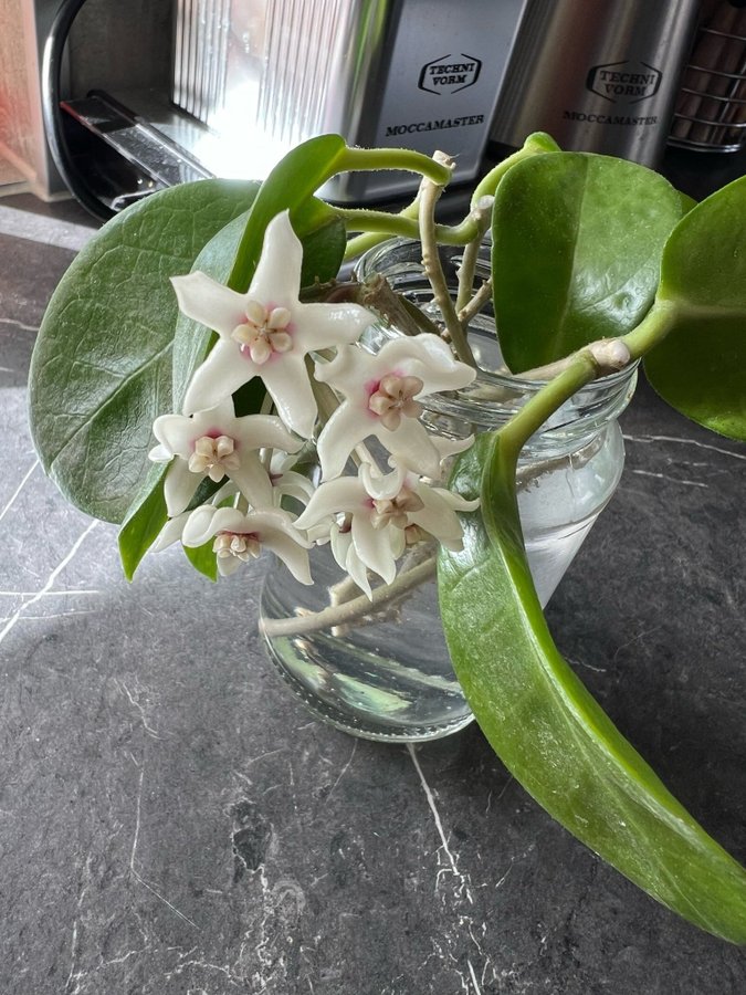 3st Hoya australis sticklingar