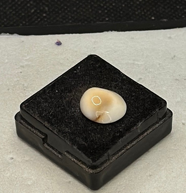 Natural Shiva eye 440 ct