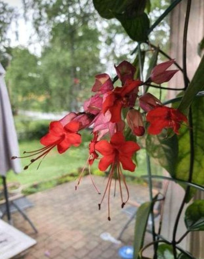 2 rotade skott Praktklerodendrum (C Speciosum) (släkt Ödesträd)