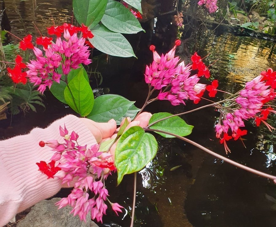 2 rotade skott Praktklerodendrum (C Speciosum) (släkt Ödesträd)