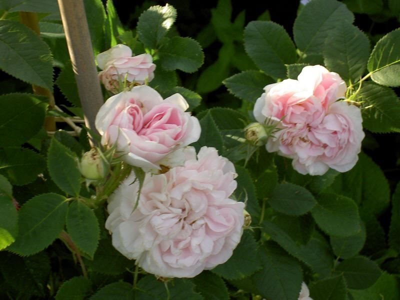 Maidens blush rosa gammaldags ros frön