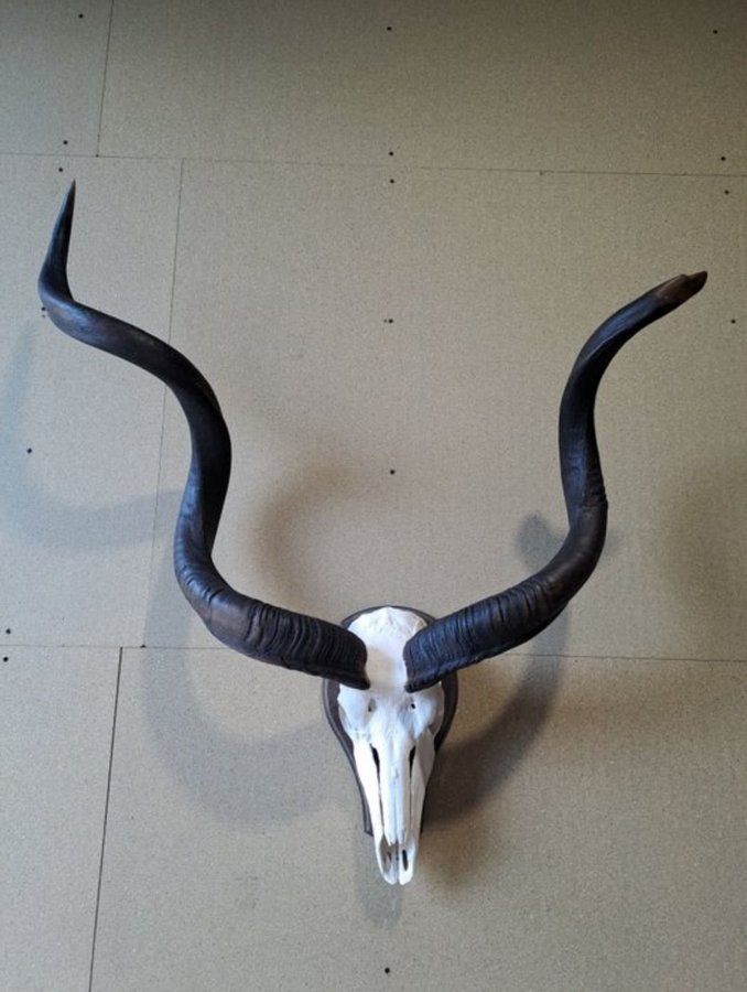Kudo Skull Antilop Hunting Trophy Skull Horn Taxidermy Real Skeleton Ben Horns