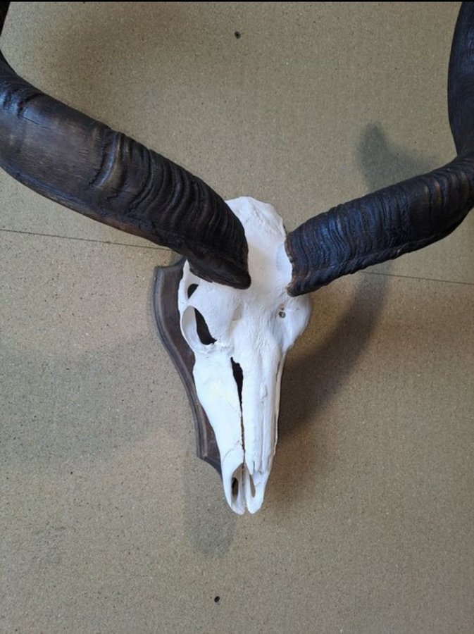 Kudo Skull Antilop Hunting Trophy Skull Horn Taxidermy Real Skeleton Ben Horns