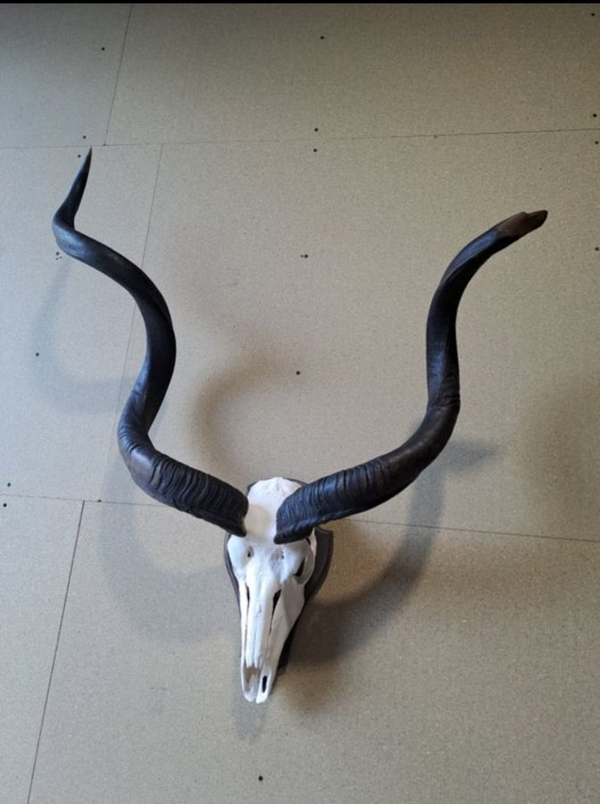 Kudo Skull Antilop Hunting Trophy Skull Horn Taxidermy Real Skeleton Ben Horns