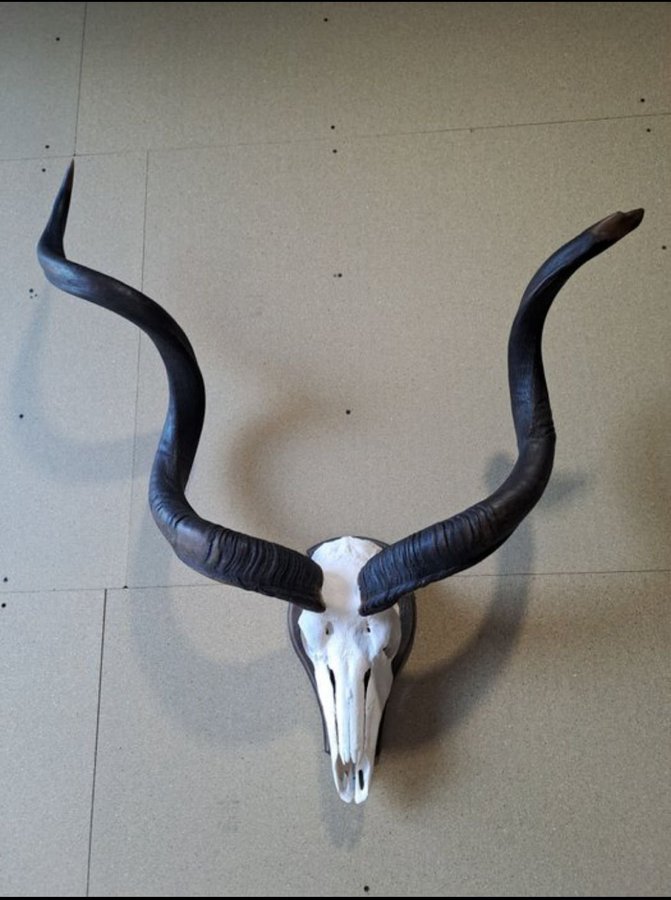 Kudo Skull Antilop Hunting Trophy Skull Horn Taxidermy Real Skeleton Ben Horns