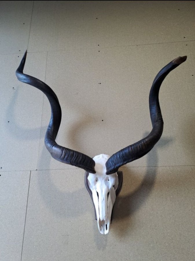 Kudo Skull Antilop Hunting Trophy Skull Horn Taxidermy Real Skeleton Ben Horns