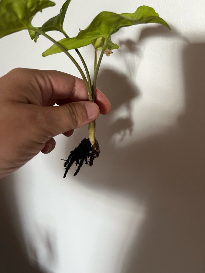 Syngonium podophyllum variegerad / Gåsfot Stor rotad stickling