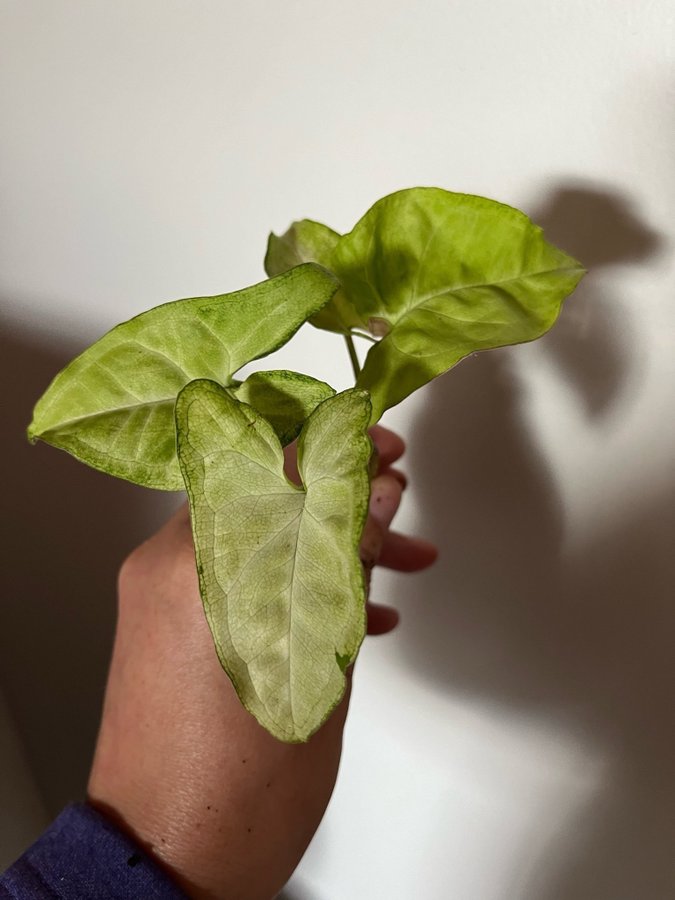 Syngonium podophyllum variegerad / Gåsfot Stor rotad stickling