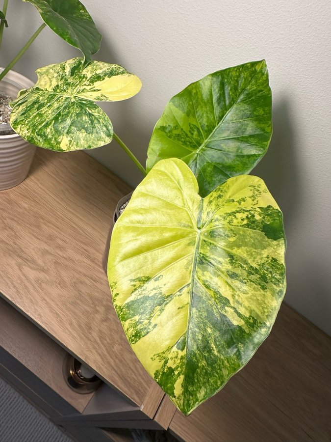 Alocasia gageana aurea *raritet* liten planta