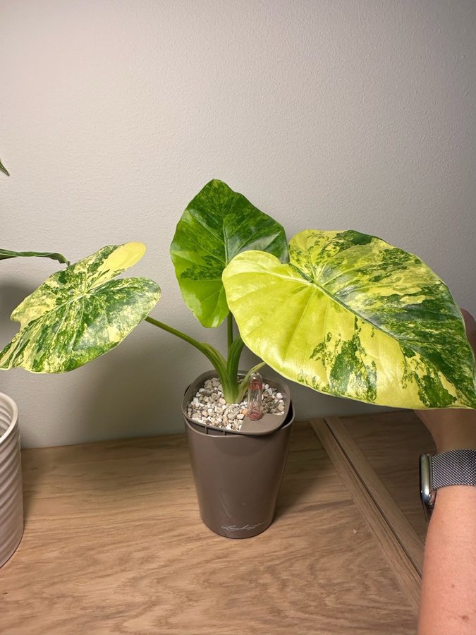 Alocasia gageana aurea *raritet* liten planta