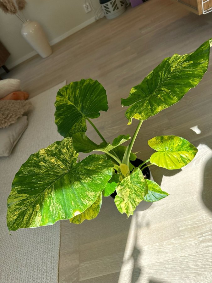 Alocasia gageana aurea *raritet* liten planta