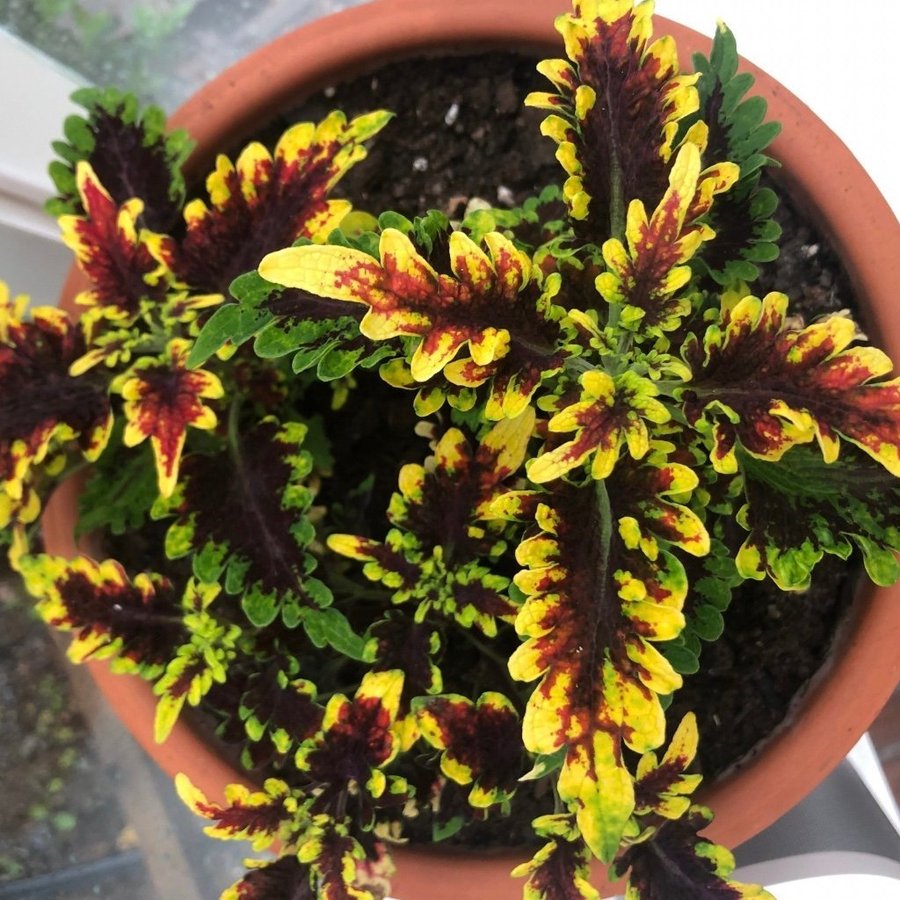 Palettblad Coleus - Golden Gate - Rotad Stickling