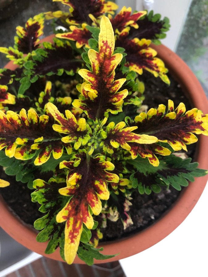 Palettblad Coleus - Golden Gate - Rotad Stickling