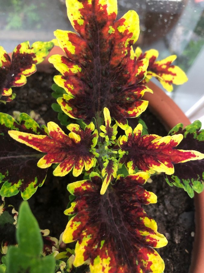 Palettblad Coleus - Golden Gate - Rotad Stickling