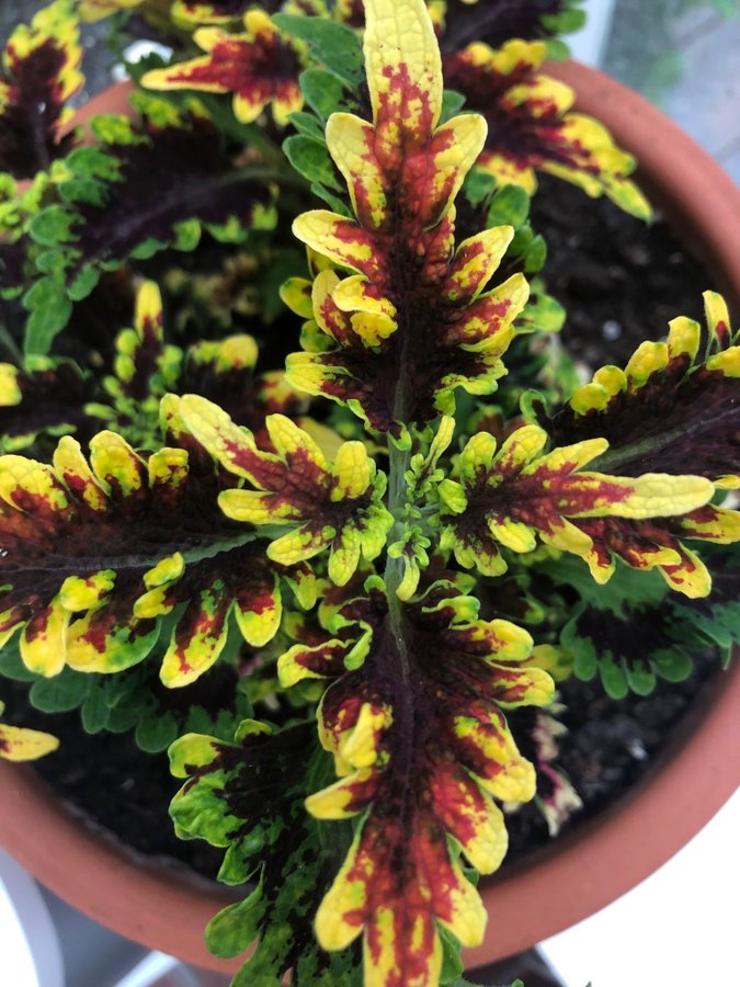 Palettblad Coleus - Golden Gate - Rotad Stickling