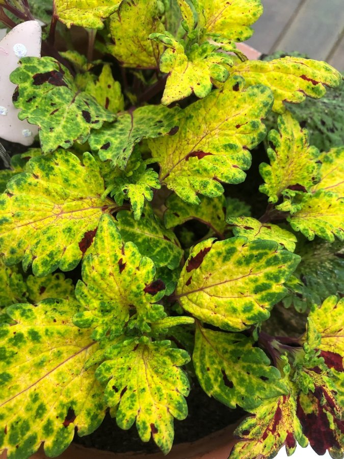 Palettblad Coleus - Serenade - Rotad stickling