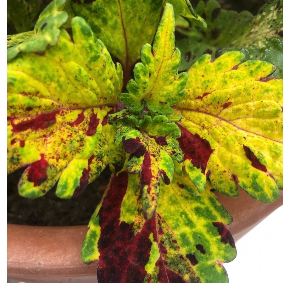 Palettblad Coleus - Serenade - Rotad stickling